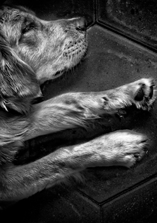 Illustration for article titled Shooting Challenge Pets Gallery 6